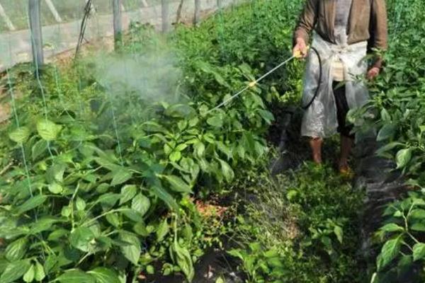 蔬菜适合哪种叶面肥,根据不同的蔬菜种类选用不同的叶面肥