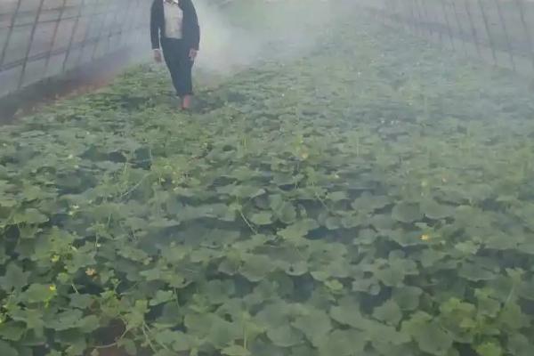 蔬菜适合哪种叶面肥,根据不同的蔬菜种类选用不同的叶面肥