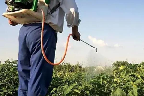 蔬菜适合哪种叶面肥,根据不同的蔬菜种类选用不同的叶面肥