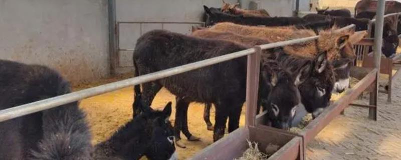 杀一头驴的利润是多少