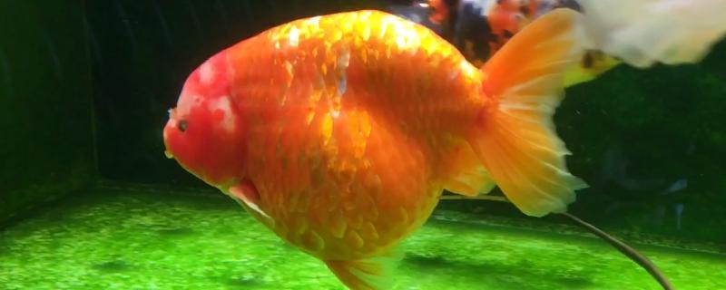 兰寿金鱼腹水的症状