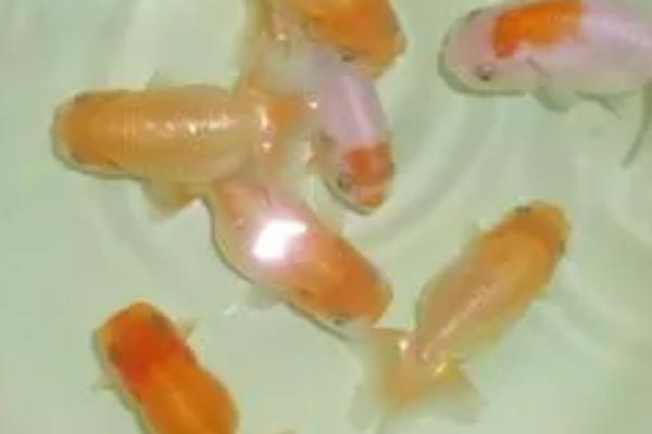 兰寿金鱼腹水的症状,一般前期只有腹部增大