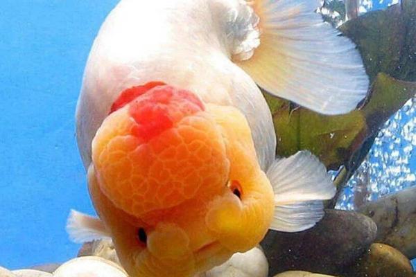 兰寿金鱼腹水的症状,一般前期只有腹部增大