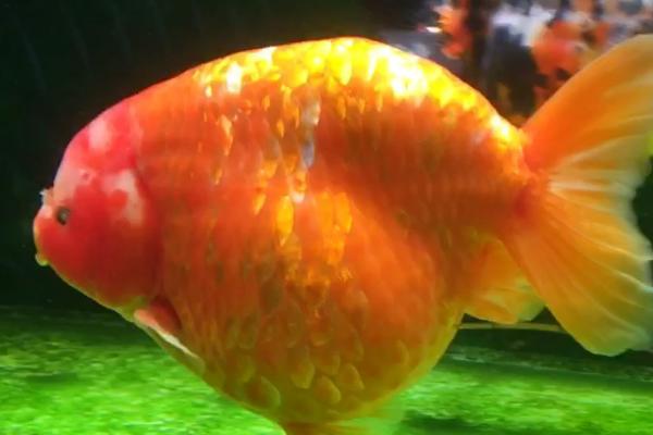 兰寿金鱼腹水的症状,一般前期只有腹部增大