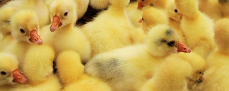 小鹅如何区分公母