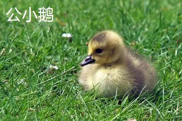 小鹅如何区分公母，可以从体型、外观、毛色等方面观察