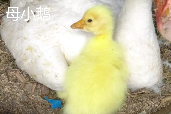 小鹅如何区分公母，可以从体型、外观、毛色等方面观察