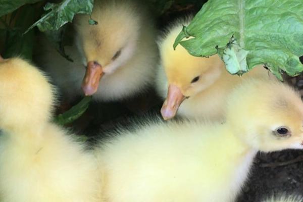 小鹅如何区分公母，可以从体型、外观、毛色等方面观察