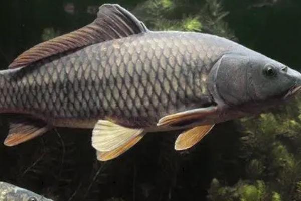 3月份鲤鱼会开口吗,需要看温度情况