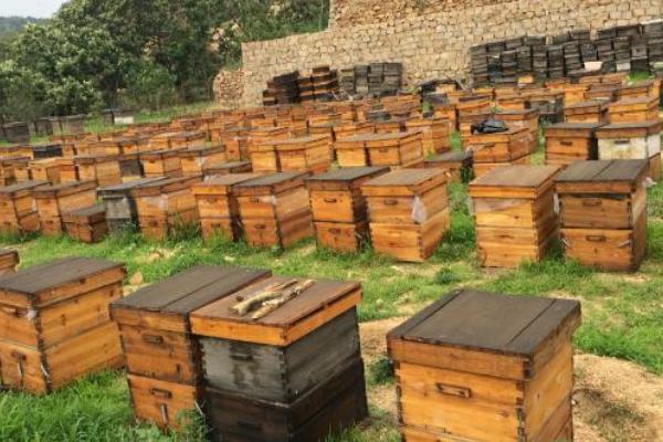 新手如何养蜜蜂,首先要选择合适的场地