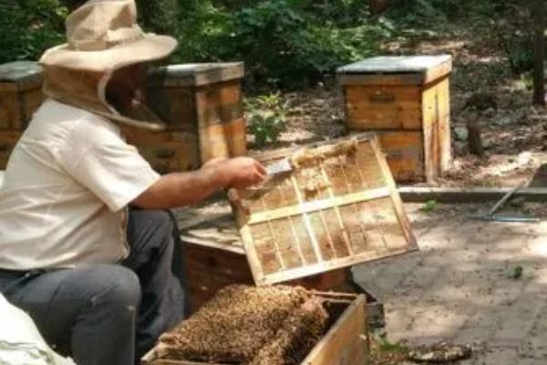 新手如何养蜜蜂,首先要选择合适的场地