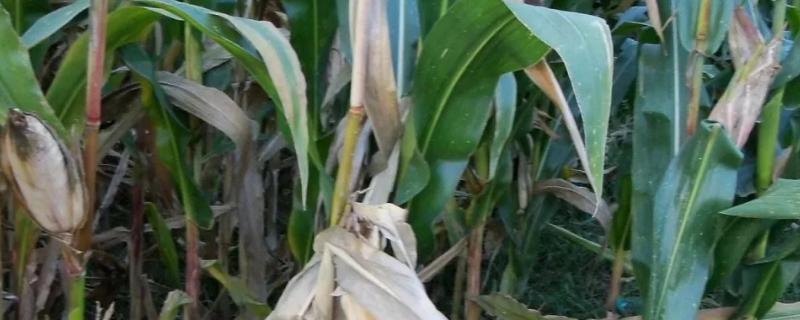 玉米青枯病防治方法