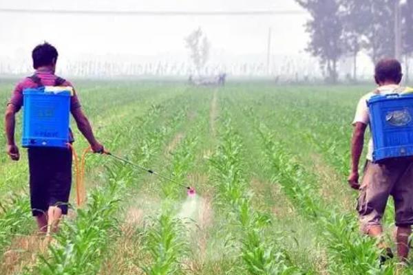 玉米青枯病防治方法,首先需选育和种植抗病品种