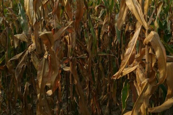 玉米青枯病防治方法,首先需选育和种植抗病品种