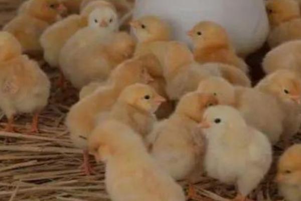 多少瓦的灯泡可以孵小鸡，通常使用15瓦的灯泡即可