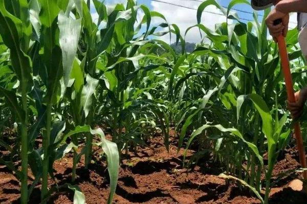 禾创599玉米种简介，春播平均生育期116.3天