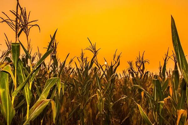 禾创599玉米种简介，春播平均生育期116.3天