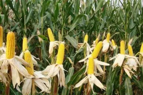 荣玉糯28玉米品种简介