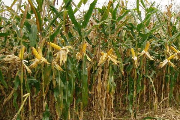 荣玉甜66玉米种子介绍