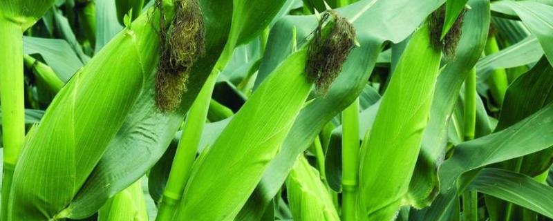 成单3601玉米品种简介