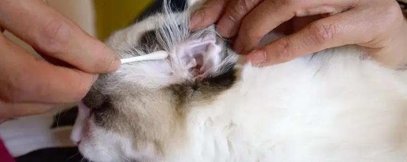 猫咪耳螨不能吃什么