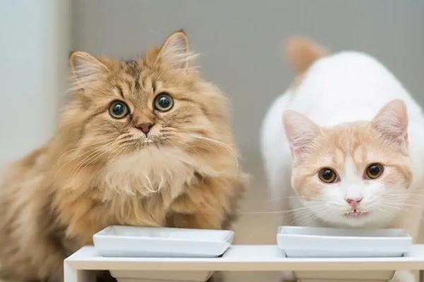 猫咪耳螨不能吃什么,无需注意饮食