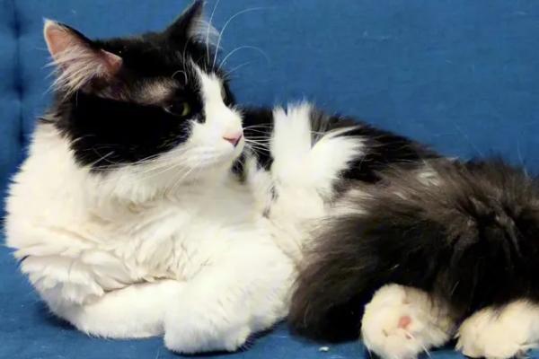 猫咪耳螨不能吃什么,无需注意饮食