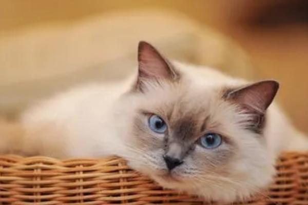 猫咪耳螨不能吃什么,无需注意饮食