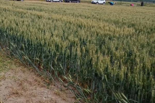 蜀麦1868小麦品种简介，适时防治白粉病和赤霉病