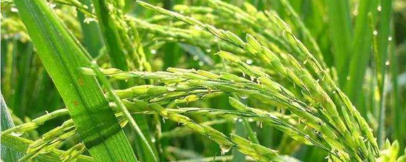 锦城优5212水稻种简介