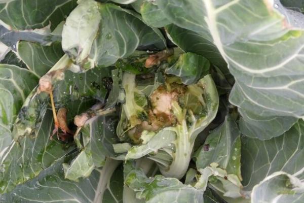 花椰菜灰霉病,由灰葡萄孢菌侵染引起