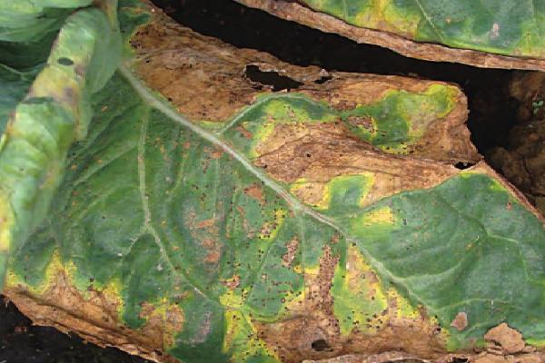 花椰菜灰霉病,由灰葡萄孢菌侵染引起