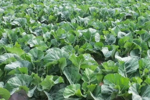 花椰菜灰霉病,由灰葡萄孢菌侵染引起