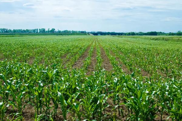 裕单201玉米品种简介,注意防治丝黑穗病