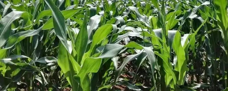 裕单199玉米种子特征特性