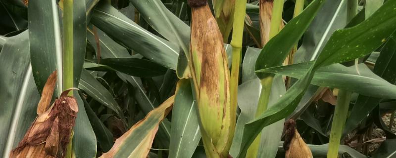 盘白玉20玉米种简介