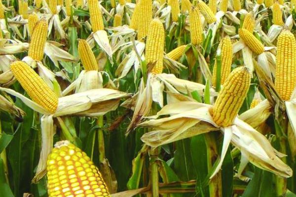 盘白玉20玉米种简介,生育期148.9天