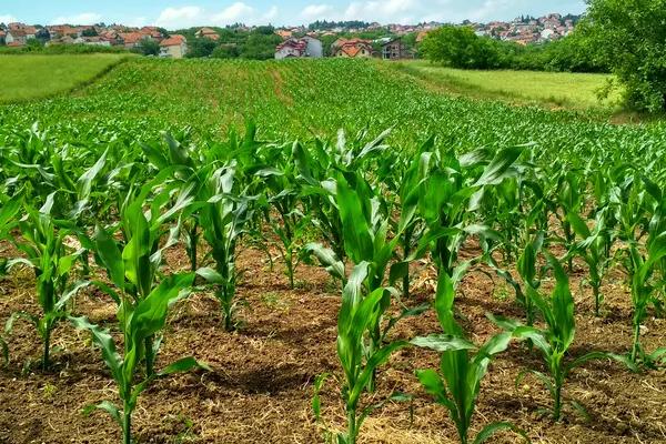 金青玉2号玉米种子介绍,清明前后播种为宜