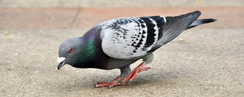 鸽子只养一只会守家吗