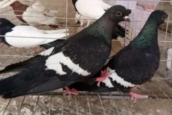 鸽子只养一只会守家吗,单独养一只非常难能顾让其守家