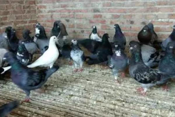 鸽子只养一只会守家吗,单独养一只非常难能顾让其守家