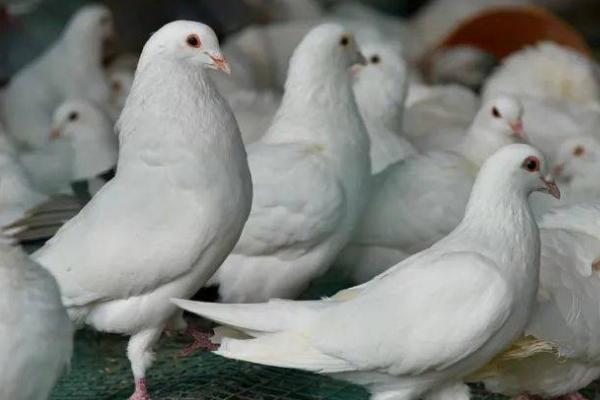 鸽子只养一只会守家吗,单独养一只非常难能顾让其守家