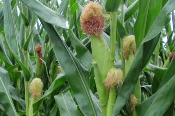 瘠抗928玉米种子简介,每亩种植密度3500株左右