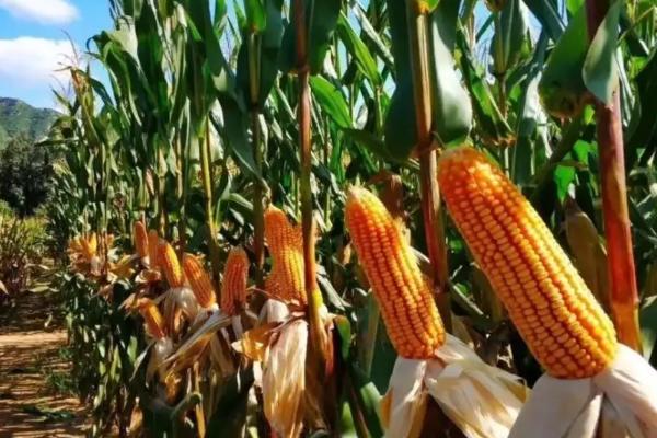 瘠抗928玉米种子简介,每亩种植密度3500株左右