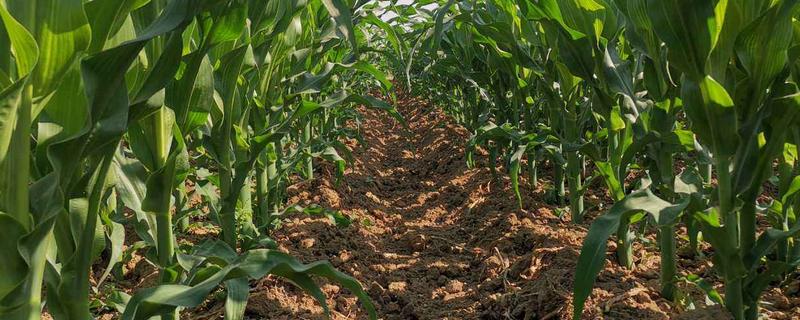 邦玉719玉米种子特点