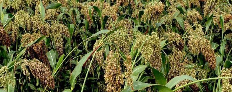 高粱在几月份开始种植