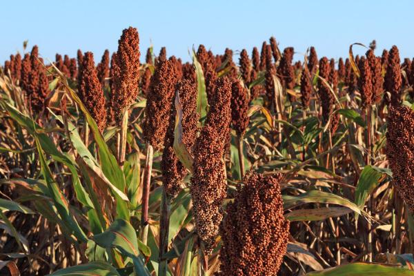 高粱几月份开始种植,3-6月份均可播种