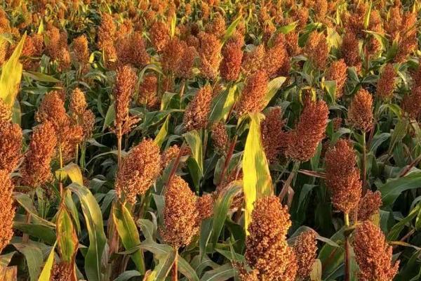 高粱几月份开始种植,3-6月份均可播种