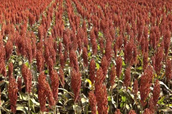 高粱几月份开始种植,3-6月份均可播种