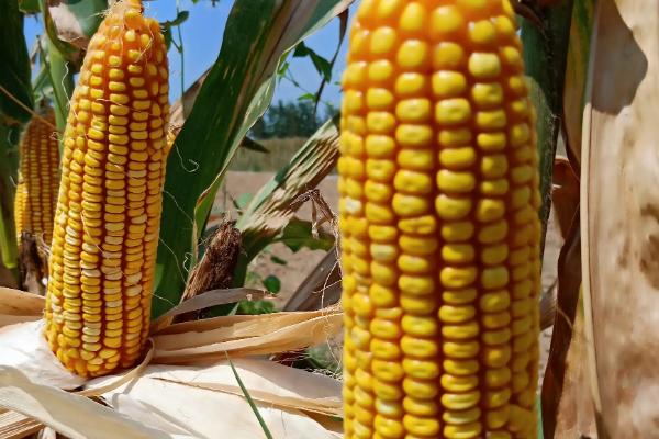 山玉16玉米种子介绍,中抗穗腐病